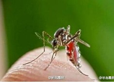 傳南非發現新種蚊蟲 吸脂不吸血